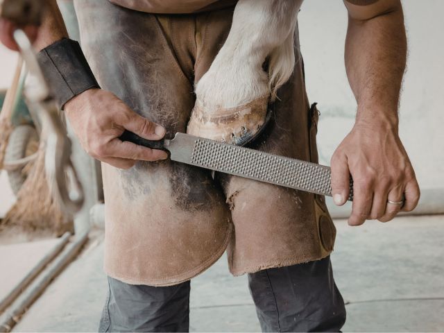Barefoot or shod horse
