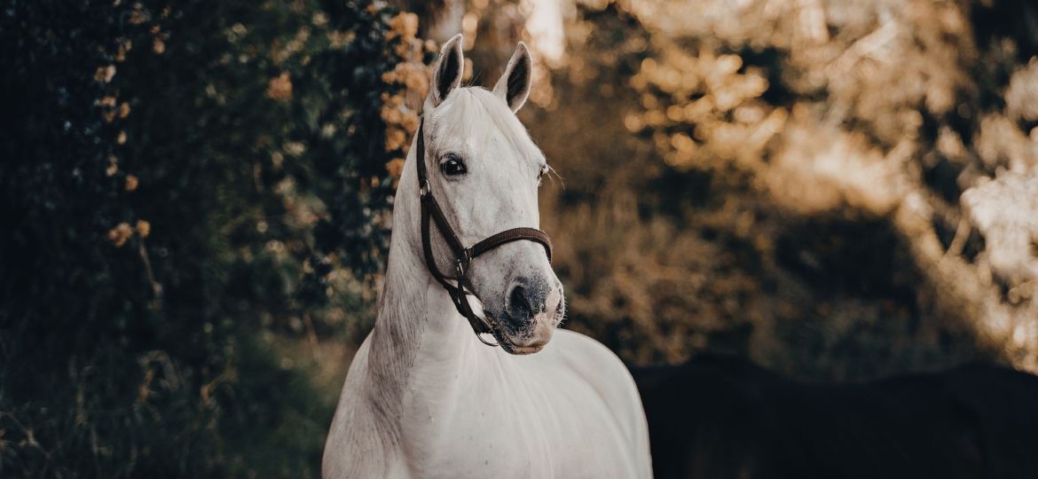 osteopathie equine