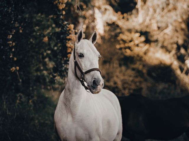 osteopathie equine