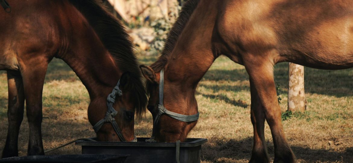 hydratation cheval
