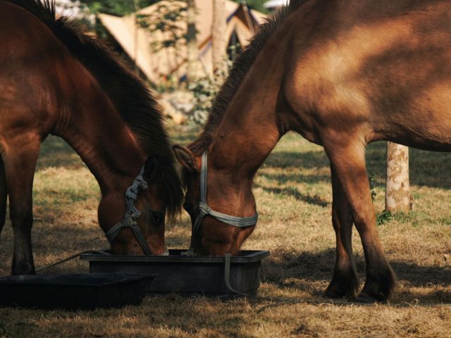 hydratation cheval