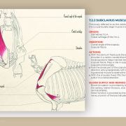 Myology of the horse, muscle by muscle: a book by Julia Prével