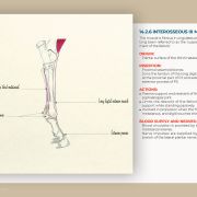 Myology of the horse, muscle by muscle: a book by Julia Prével