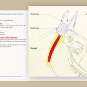 Myology of the horse, muscle by muscle: a book by Julia Prével