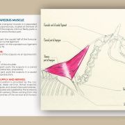 Myology of the horse, muscle by muscle: a book by Julia Prével