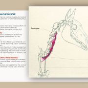 Myology of the horse, muscle by muscle: a book by Julia Prével