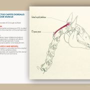Myology of the horse, muscle by muscle: a book by Julia Prével
